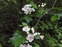 Crataegus x media 3, Basterdmeidoorn, Saxifraga-Ed Stikvoort