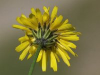 Crepis biennis 10, Groot streepzaad, Saxifraga-Peter Meininger