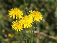 Crepis biennis 11, Groot streepzaad, Saxifraga-Peter Meininger