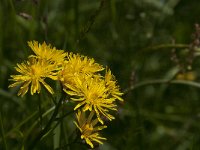 Crepis biennis 12, Groot streepzaad, Saxifraga-Jan van der Straaten