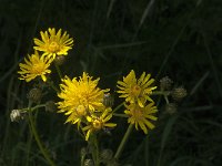 Crepis biennis 13, Groot streepzaad, Saxifraga-Jan van der Straaten