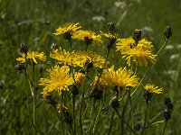 Crepis biennis 15, Groot streepzaad, Saxifraga-Jan van der Straaten