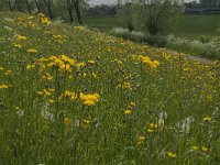 Crepis biennis 17, Groot streepzaad, Saxifraga-Jan van der Straaten