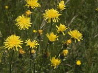 Crepis biennis 2, Groot streepzaad, Saxifraga-Jan van der Straaten