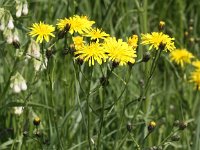 Crepis biennis 20, Groot streepzaad, Saxifraga-Peter Meininger