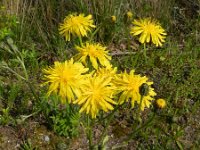 Crepis biennis 21, Groot streepzaad, Saxifraga-Rutger Barendse