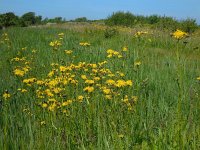 Crepis biennis 22, Groot streepzaad, Saxifraga-Ed Stikvoort