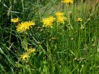 Crepis biennis 23, Groot streepzaad, Saxifraga-Ed Stikvoort