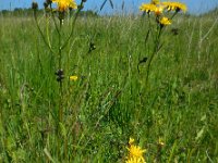 Crepis biennis 24, Groot streepzaad, Saxifraga-Ed Stikvoort