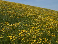 Crepis biennis 26, Groot streepzaad, Saxifraga-Jan van der Straaten