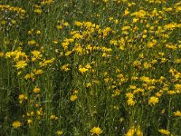 Crepis biennis 27, Groot streepzaad, Saxifraga-Jan van der Straaten