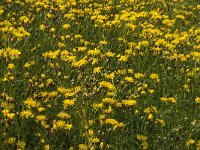 Crepis biennis 28, Groot streepzaad, Saxifraga-Jan van der Straaten