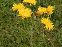 Crepis biennis 29, Groot streepzaad, Saxifraga-Ed Stikvoort