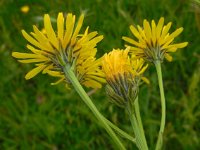 Crepis biennis 31, Groot streepzaad, Saxifraga-Ed Stikvoort