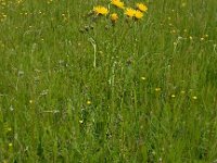 Crepis biennis 32, Groot streepzaad, Saxifraga-Ed Stikvoort