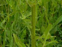 Crepis biennis 33, Groot streepzaad, Saxifraga-Ed Stikvoort