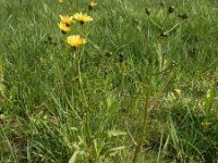 Crepis biennis 37, Groot streepzaad, Saxifraga-Ed Stikvoort