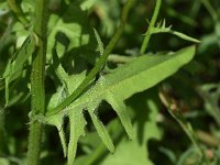 Crepis biennis 38, Groot streepzaad, Saxifraga-Sonja Bouwman