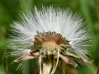 Crepis biennis 39, Groot streepzaad, Saxifraga-Sonja Bouwman