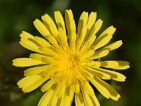 Crepis biennis 41, Groot streepzaad, Saxifraga-Sonja Bouwman