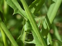 Crepis biennis 43, Groot streepzaad, Saxifraga-Sonja Bouwman