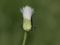 Crepis biennis 8, Groot streepzaad, Saxifraga-Peter Meininger