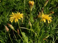 Crepis bursifolia 12, Saxifraga-Ed Stikvoort