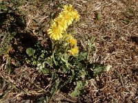 Crepis bursifolia 2, Saxifraga-Peter Meininger