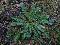 Crepis bursifolia 3, Saxifraga-Ed Stikvoort