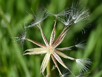 Crepis foetida 31, Stinkend streepzaad, Saxifraga-Sonja Bouwman  916. Stinkend streepzaad - Crepis foetida - Asteraceae familie (i)