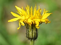 Crepis jacquinii 7, Saxifraga-Sonja Bouwman  Crepis jacquinii - Asteraceae familie; Croda Rossa (Moos, I)