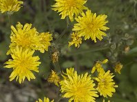 Crepis nicaeensis 3, Saxifraga-Jan van der Straaten