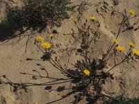 Crepis nicaeensis 5, Saxifraga-Piet Zomerdijk