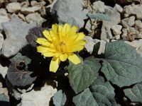 Crepis pygmaea 8, Saxifraga-Ed Stikvoort : Espinama - Fuente Dé - Regugio de Aliva s9900