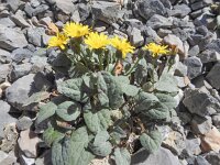 Crepis pygmaea 9, Saxifraga-Harry Jans