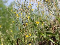 Crepis tectorum 12, Smal streepzaad, Saxifraga-Rutger Barendse