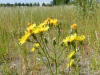 Crepis tectorum 4, Smal streepzaad, Saxifraga-Rutger Barendse