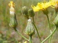 Crepis tectorum 6, Smal streepzaad, Saxifraga-Rutger Barendse