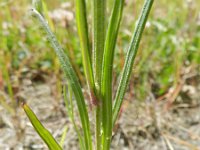 Crepis tectorum 9, Smal streepzaad, Saxifraga-Rutger Barendse