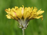 Crepis vesicaria ssp taraxacifolia 34, Paardenbloemstreepzaad, Saxifraga-Sonja Bouwman  1061. Paardenbloemstreepzaad - Crepis vesicaria ssp. taraxacifolia - Asteraceae familie (i)