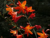 Crocosmia x crocosmiiflora