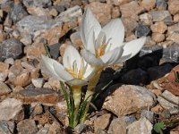 Crocus boryi 3, Saxifraga-Harry Jans