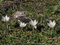 Crocus boryi 5, Saxifraga-Harry Jans