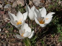 Crocus boryi 6, Saxifraga-Harry Jans