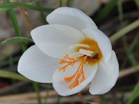 Crocus boryi 7, Saxifraga-Harry Jans