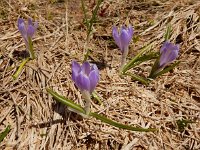 Crocus caeruleus 3, Saxifraga-Ed Stikvoort