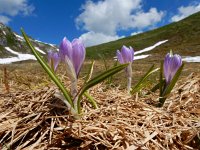 Crocus caeruleus 4, Saxifraga-Ed Stikvoort