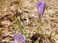 Crocus caeruleus 5, Saxifraga-Ed Stikvoort