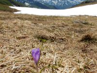 Crocus caeruleus 6, Saxifraga-Ed Stikvoort