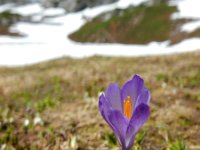 Crocus caeruleus 7, Saxifraga-Ed Stikvoort